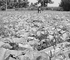 வெள்ளரி ஏக்கருக்கு ரூ.15 ஆயிரம் லாபம்