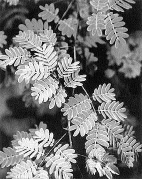 நோய் தீர்க்கும் ராசி மரங்கள் - 20: விருச்சிக ராசி - கருங்காலி மரம் தனுசு ராசி - அரச மரம்