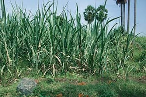 பாட்டை ஆக்கிரமிப்பால் பாதிக்கப்படும் விவசாயிகள்