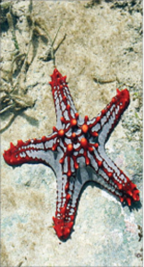 நட்சத்திர மீன்