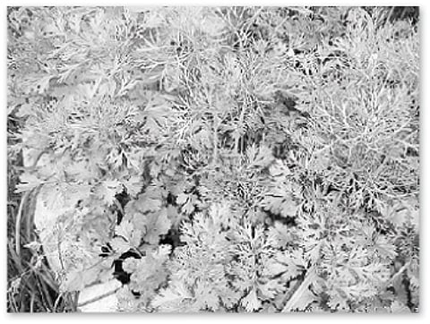 திருச்சி அண்ணா அறிவியல் மையத்தில் அமைகிறது மாதிரி மூலிகைப் பண்ணை