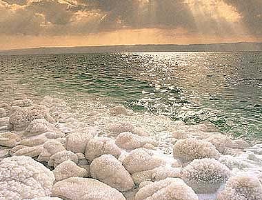 கடல் ஆமை