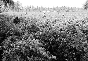 மறைக்கப்படும் மானியத் திட்டங்கள்!