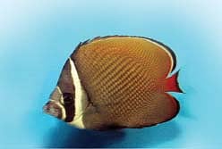 வண்ணத்துப் பூச்சி