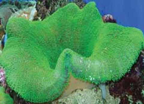 கடல் தாமரை!