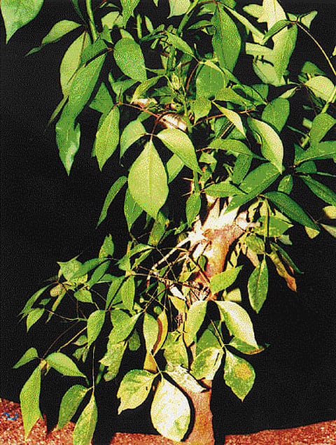 நோய் தீர்க்கும் ராசி மரங்கள் - 24: அஸ்வினி நட்சத்திரம் - எட்டி மரம்