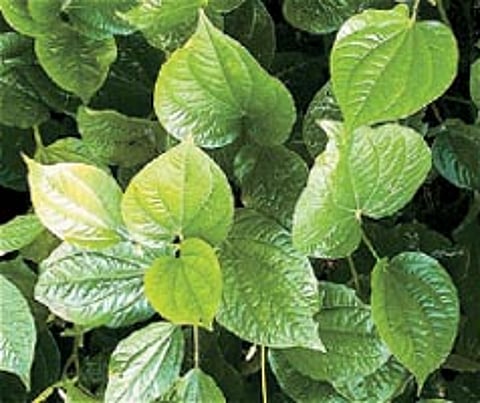 ஆயுள் காக்கும் ஆயுர்வேதம்: இட்லி சாப்பிட்டு மோர் குடியுங்கள்!