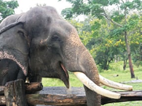 நூற்றாண்டு கண்ட யானைகள் முகாம்!