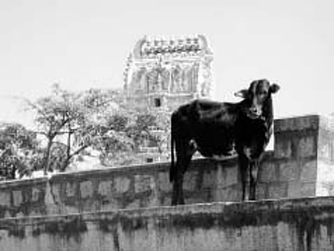 இறைச்சிக்காக ஏலம் போகும் கோயில் மாடுகள்! கோசாலை அமைக்கப்படுமா?