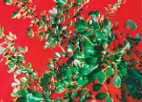 நோய் தீர்க்கும் ராசி மரங்கள் - 39: விசாகம் நட்சத்திரம்-விளா மரம்