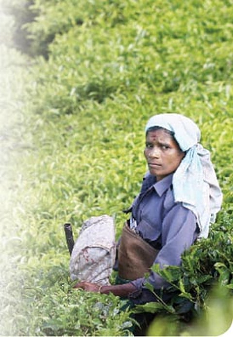 ஒரு கிரீன் டீ போடு!