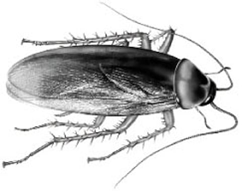 கரப்பான் பூச்சி!