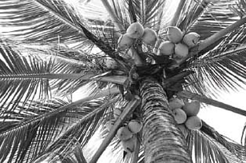 தேங்காய் விலை வீழ்ச்சி