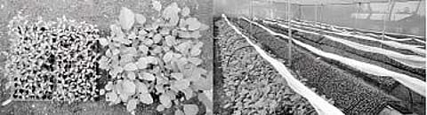 காய்கறி பயிர்களுக்கான நாற்றங்காலை பராமரிப்பது எப்படி?