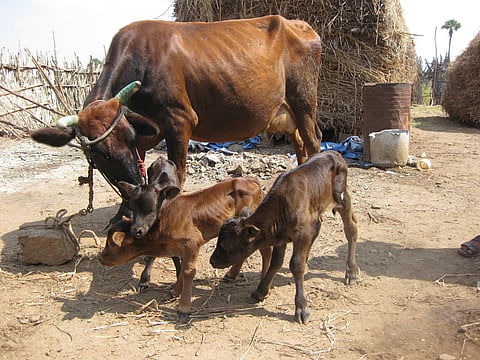 3 கன்றுக் குட்டிகளை ஈன்ற பசு!