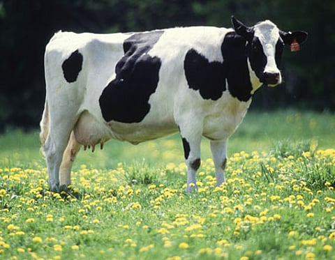 கறவை மாடுகளுக்கு ஏற்படும் மடி நோய்: கட்டுப்படுத்தும் முறைகள்