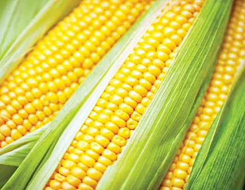 "நெல்லிற்கு மாற்றுப்பயிர் மக்காச்சோளம்'