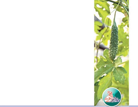 ஆயுள் காக்கும் ஆயுர்வேதம்: குடல் வீக்கம், தடிப்பு, வலி!