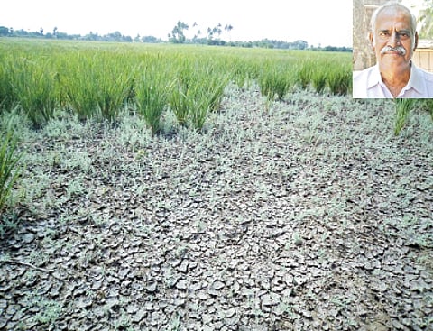 புறக்கணிக்கப்படும் காவிரி டெல்டா கடைமடைப் பகுதி