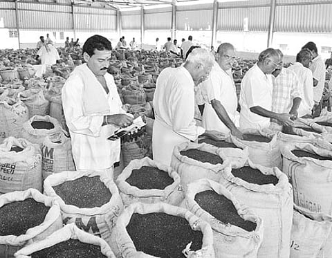 கடும் வறட்சி: எள் உற்பத்தி வரலாறு காணாத சரிவு