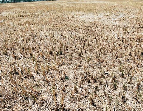 காடானது விளைநிலங்கள்: வாழ்வாதாரத்தை இழந்து பரிதவிக்கும் விவசாயிகள்