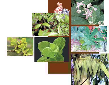 ஆயுள் காக்கும் ஆயுர்வேதம்: கை, கால்களில் பயங்கர வலி!