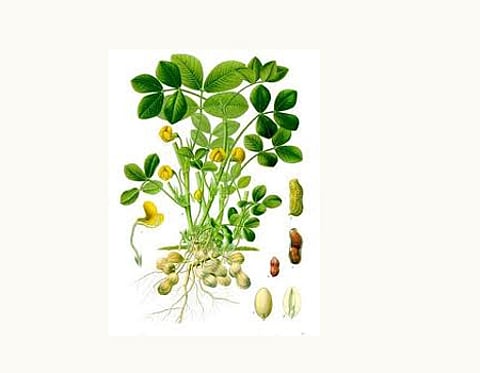 நிலக்கடலை மகசூலுக்கு உதவும் விதைப்பண்ணை!