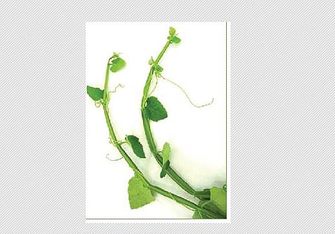 பிரண்டையின் பயன்கள்!