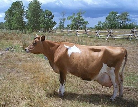 சினைப் பருவத்தில் பசுக்களுக்கு ஏற்படும் பாதிப்புகளும், தீர்வுகளும்...