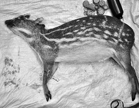 அரிய வகை மான் வேட்டை: விவசாயி கைது