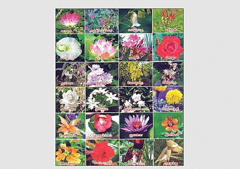 தமிழ் மலர்கள்!