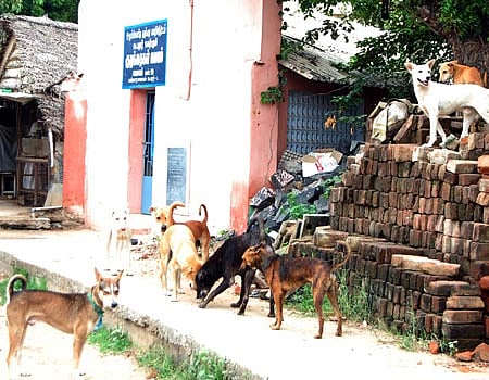 கடலூர் நகர மக்களை அச்சுறுத்தும் தெருநாய்கள்: அரசு மருத்துவமனையில் தினமும் 70 பேருக்கு சிகிச்சை