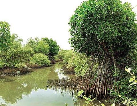 கடலூர் கடற்கரையோரம் பராமரிப்பின்றி பாழாகும் மாங்குரோவ் காடுகள் !