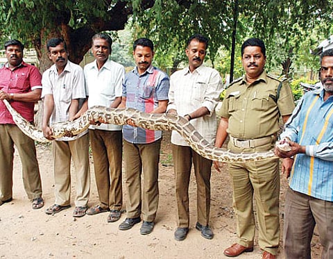 கிருஷ்ணகிரியில் மலைப் பாம்பு சரணாலயம் அமைக்க பரிந்துரை