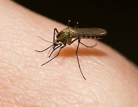 தில்லியில் பரவுகிறது மலேரியா: 200-க்கும் மேற்பட்டோர் பாதிப்பு