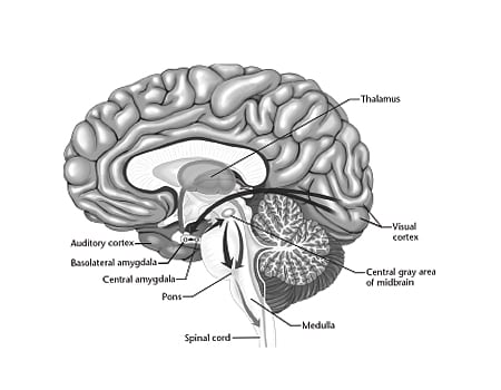 மூளையின் செயல்பாடுகள்!