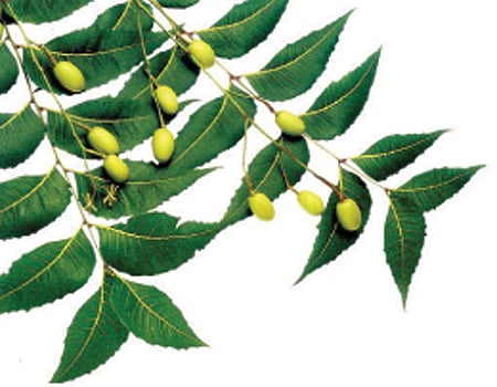 ஆயுள் காக்கும் ஆயுர்வேதம்: மயக்கத்தை நீக்கும் வேப்பெண்ணெய்!