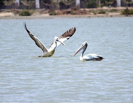 தூத்துக்குடியில் குவியும் ஆஸ்திரேலிய நாட்டுப் பறவைகள்