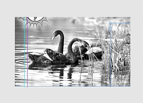 கோடை காலமும், பறவை விலங்குகளும்