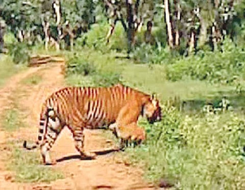 புலிகள் கணக்கெடுப்பு பணி இன்று தொடங்குகிறது