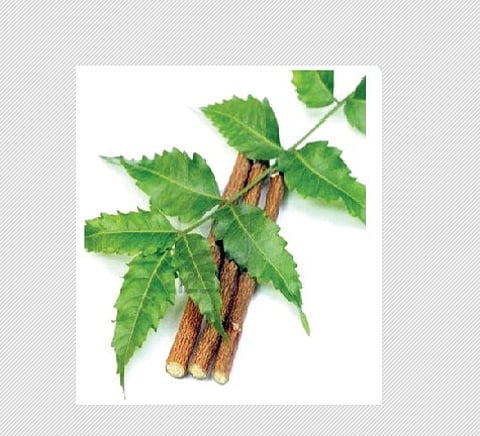 பல் தேய்க்கும் குச்சிகளும் அதன் பயன்களும்