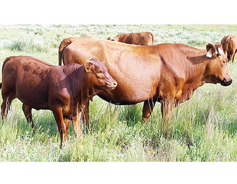 கறவை மாடுகளில் இனப் பெருக்க மேலாண்மை