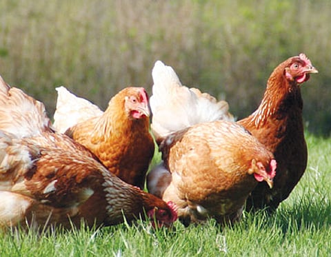 வருவாய் தரும் கோழி வளர்ப்பு!