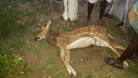 விருதுநகர் அருகே மான் வேட்டை?: வனத்துறையினர் தீவிர விசாரணை