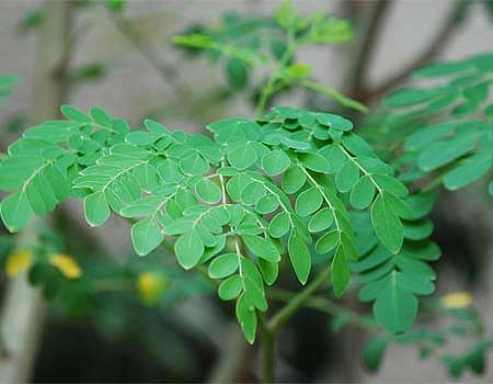 நீரிழிவு நோய்க்கு...