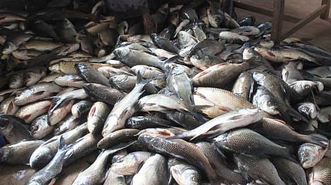 மீன்பிடி தடைக்காலம் தொடக்கம்: மீன்கள் விலை உயர வாய்ப்பு