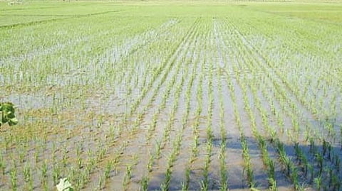 திருவள்ளூா் மாவட்டத்தில் கூடுதல் விலைக்கு உரங்கள் விற்றால் கடும் நடவடிக்கை!