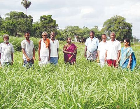கால்நடைகளின் வரப்பிரசாதமான கம்பு நேப்பியர் ஒட்டுப்புல்!