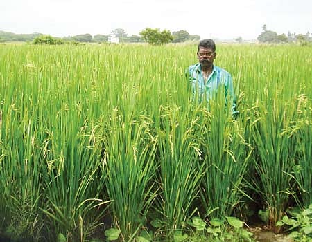 நெற்பயிரில் அதிக விளைச்சல் பெற சிங் சல்பேட்பயன்படுத்த வேளாண் துறை வேண்டுகோள்
