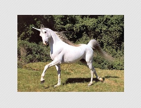 குதிரைக்கு கொம்பு உண்டு